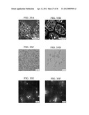 NANOMANIPULATION COUPLED NANOSPRAY MASS SPECTROMETRY (NMS) diagram and image