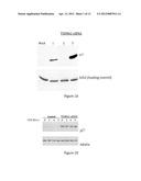 INHIBITION OF TRIM62 ACTIVITY REDUCES CANCER CELL PROLIFERATION diagram and image