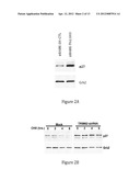 INHIBITION OF TRIM62 ACTIVITY REDUCES CANCER CELL PROLIFERATION diagram and image