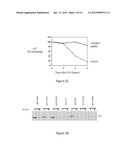 INHIBITION OF TRIM62 ACTIVITY REDUCES CANCER CELL PROLIFERATION diagram and image