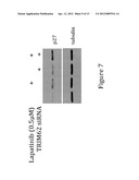 INHIBITION OF TRIM62 ACTIVITY REDUCES CANCER CELL PROLIFERATION diagram and image