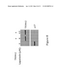 INHIBITION OF TRIM62 ACTIVITY REDUCES CANCER CELL PROLIFERATION diagram and image