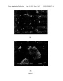 METHOD FOR THE DIRECT OXIDATION AND/OR INTERNAL REFORMING OF ETHANOL,     SOLID OXIDE FUEL CELL FOR DIRECT OXIDATION AND/OR INTERNAL REFORMING OF     ETHANOL, CATALYST AND MULTIFUNCTIONAL ELECTROCATALYTIC ANODE FOR DIRECT     OXIDATION AND/OR INTERNAL diagram and image