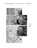 NON-PRECIOUS FUEL CELL CATALYSTS COMPRISING POLYANILINE diagram and image