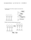 Bioreactive Agents diagram and image