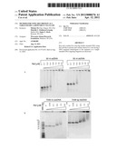 METHOD FOR USING REF PROTEIN AS A TARGETED RECA-DEPENDENT NUCLEASE diagram and image