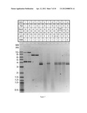 METHOD FOR USING REF PROTEIN AS A TARGETED RECA-DEPENDENT NUCLEASE diagram and image