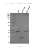 METHOD FOR USING REF PROTEIN AS A TARGETED RECA-DEPENDENT NUCLEASE diagram and image