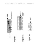 Immuno-Detection of a Cancerous State in a Subject diagram and image