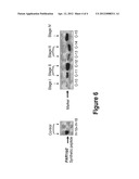 Immuno-Detection of a Cancerous State in a Subject diagram and image