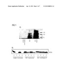 ASSAY FOR MONITORING ACTIVITY OF FRIZZLED RECEPTORS diagram and image