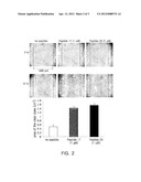 NOVEL USE OF ANTIMICROBIAL PEPTIDES IN REGENERATION OF SKIN CELLS diagram and image