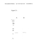 NOVEL ANTIGEN BINDING DIMER-COMPLEXES, METHODS OF MAKING/AVOIDING AND USES     THEREOF diagram and image