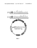 Her2 DNA Vaccine as Adjunct Treatment for Cancers in Companion Animals diagram and image