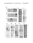 TEM8 PEPTIDES AND VACCINES COMPRISING THE SAME diagram and image