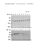 Method For Polypeptide Transfer Into Cells diagram and image