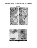 THERAPEUTIC VESICLES diagram and image