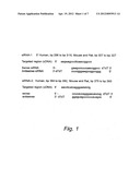 Inhibition of SYK kinase expression diagram and image