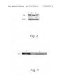 Inhibition of SYK kinase expression diagram and image