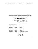 Inhibition of SYK kinase expression diagram and image