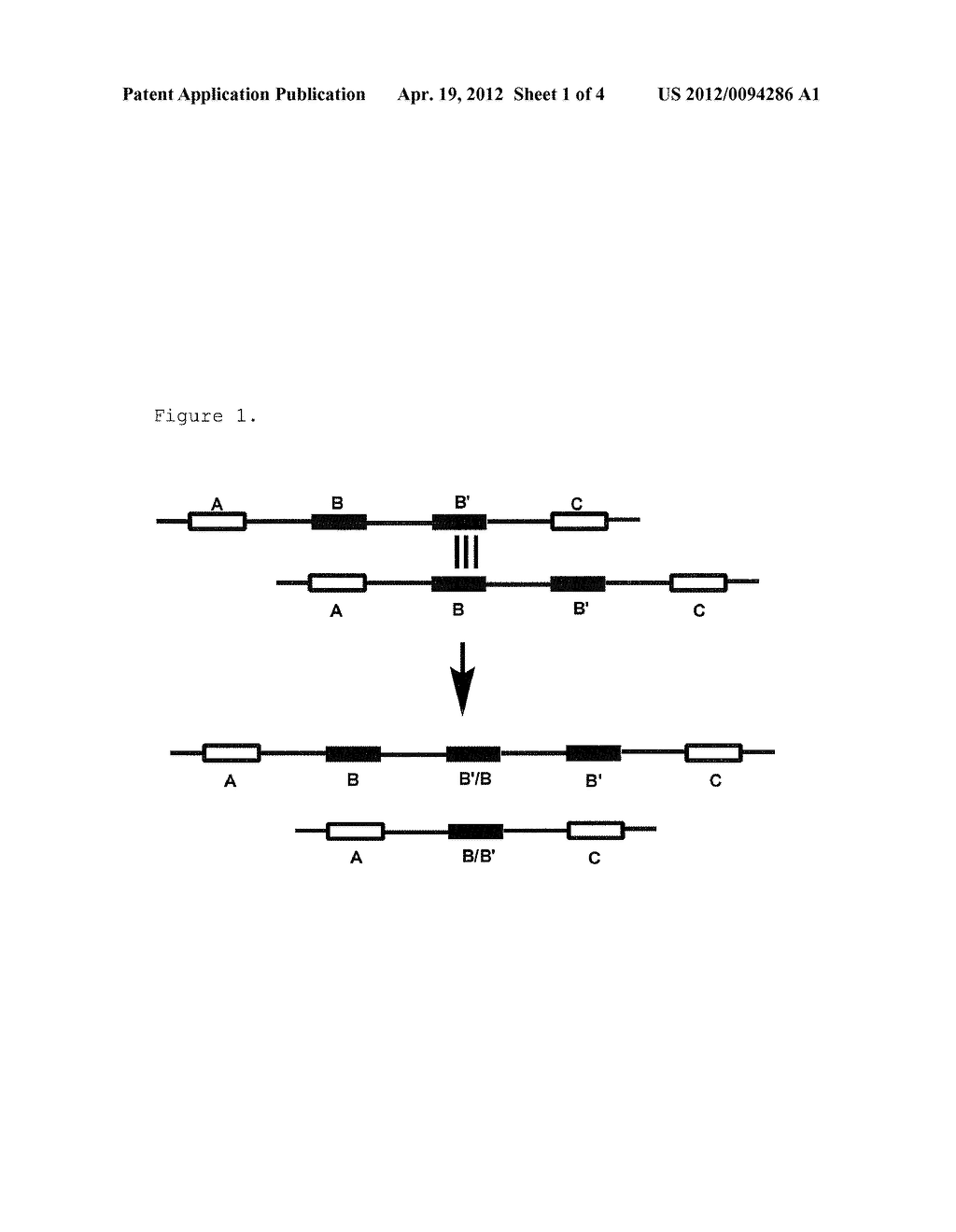GENE DOSAGE ANALYSIS - diagram, schematic, and image 02