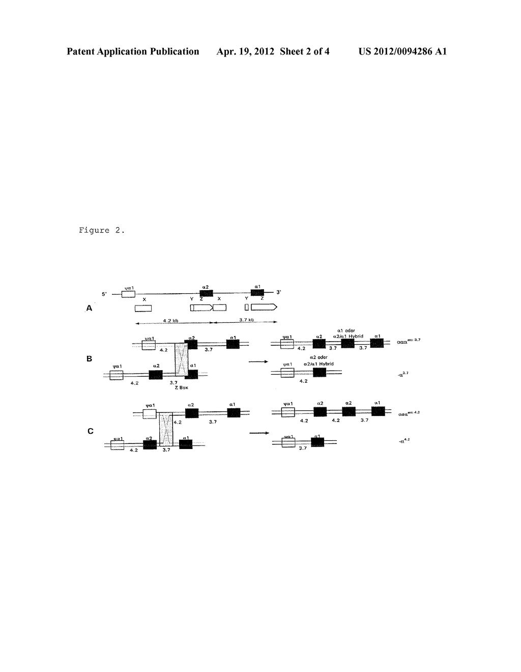 GENE DOSAGE ANALYSIS - diagram, schematic, and image 03