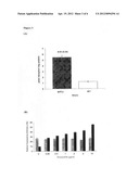 BMS1 PROTEIN EXPRESSION SYSTEM diagram and image