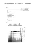 ENZYME PREPARATION CONTAINING THERMOSTABLE DNA POLYMERASE, METHOD FOR     PRODUCING SAME, AND METHOD FOR DETECTING SUBJECT ORGANISM TO BE DETECTED diagram and image