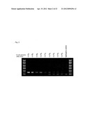 ENZYME PREPARATION CONTAINING THERMOSTABLE DNA POLYMERASE, METHOD FOR     PRODUCING SAME, AND METHOD FOR DETECTING SUBJECT ORGANISM TO BE DETECTED diagram and image