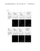 ENZYME PREPARATION CONTAINING THERMOSTABLE DNA POLYMERASE, METHOD FOR     PRODUCING SAME, AND METHOD FOR DETECTING SUBJECT ORGANISM TO BE DETECTED diagram and image