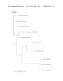 MICRO-ALGA BELONGING TO GENUS NAVICULA, PROCESS FOR PRODUCTION OF OIL BY     CULTURE OF THE MICRO-ALGA, AND OIL COLLECTED FROM THE MICRO-ALGA diagram and image