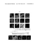 METHODS OF NEURAL CONVERSION OF HUMAN EMBRYONIC STEM CELLS diagram and image
