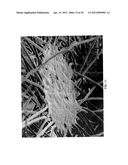 HYDROENGORGED SPUNMELT NONWOVENS diagram and image