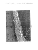 HYDROENGORGED SPUNMELT NONWOVENS diagram and image