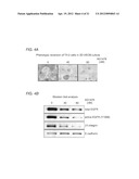 DETECTING AND TREATING BREAST CANCER RESISTANCE TO EGFR INHIBITORS diagram and image