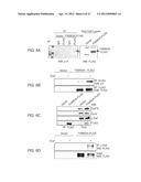 DETECTING AND TREATING BREAST CANCER RESISTANCE TO EGFR INHIBITORS diagram and image