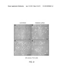 DETECTING AND TREATING BREAST CANCER RESISTANCE TO EGFR INHIBITORS diagram and image