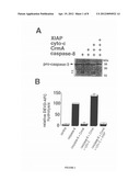 SCREENING ASSAYS FOR AGENTS THAT ALTER INHIBITOR OF APOPTOSIS (IAP)     PROTEIN REGULATION OF CASPASE ACTIVITY diagram and image