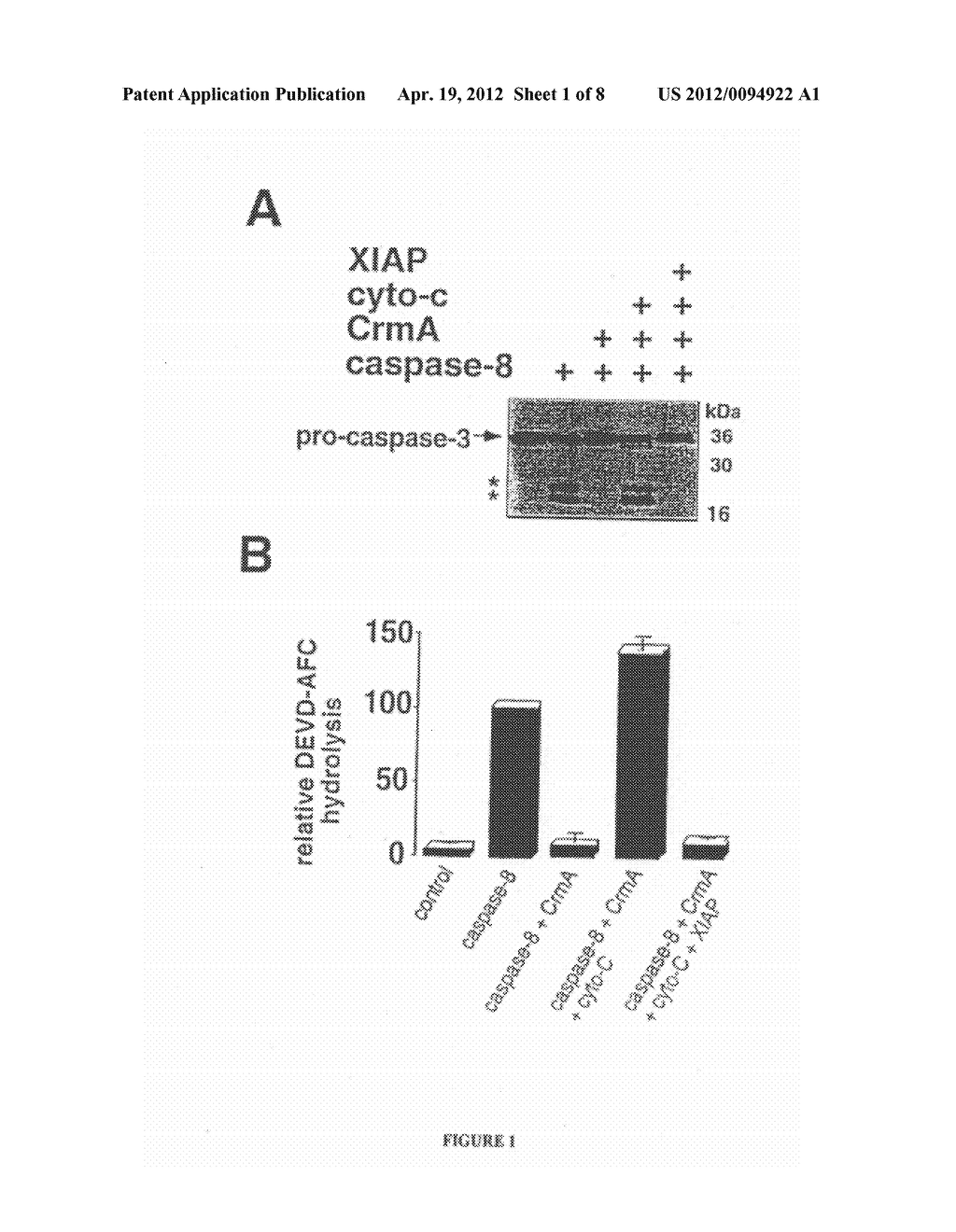 SCREENING ASSAYS FOR AGENTS THAT ALTER INHIBITOR OF APOPTOSIS (IAP)     PROTEIN REGULATION OF CASPASE ACTIVITY - diagram, schematic, and image 02