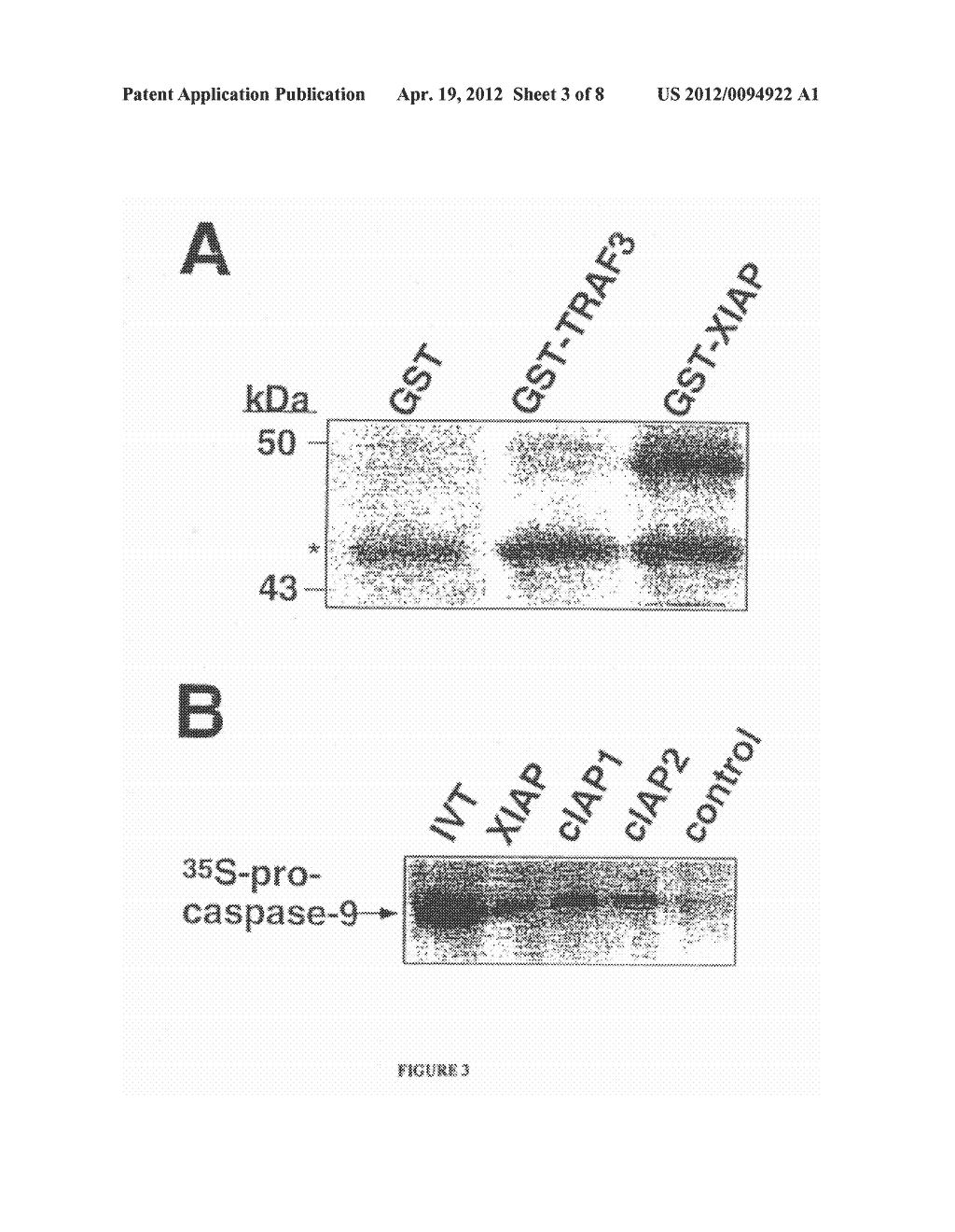 SCREENING ASSAYS FOR AGENTS THAT ALTER INHIBITOR OF APOPTOSIS (IAP)     PROTEIN REGULATION OF CASPASE ACTIVITY - diagram, schematic, and image 04