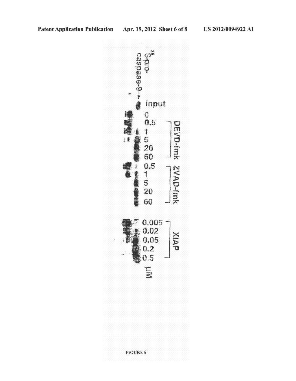 SCREENING ASSAYS FOR AGENTS THAT ALTER INHIBITOR OF APOPTOSIS (IAP)     PROTEIN REGULATION OF CASPASE ACTIVITY - diagram, schematic, and image 07