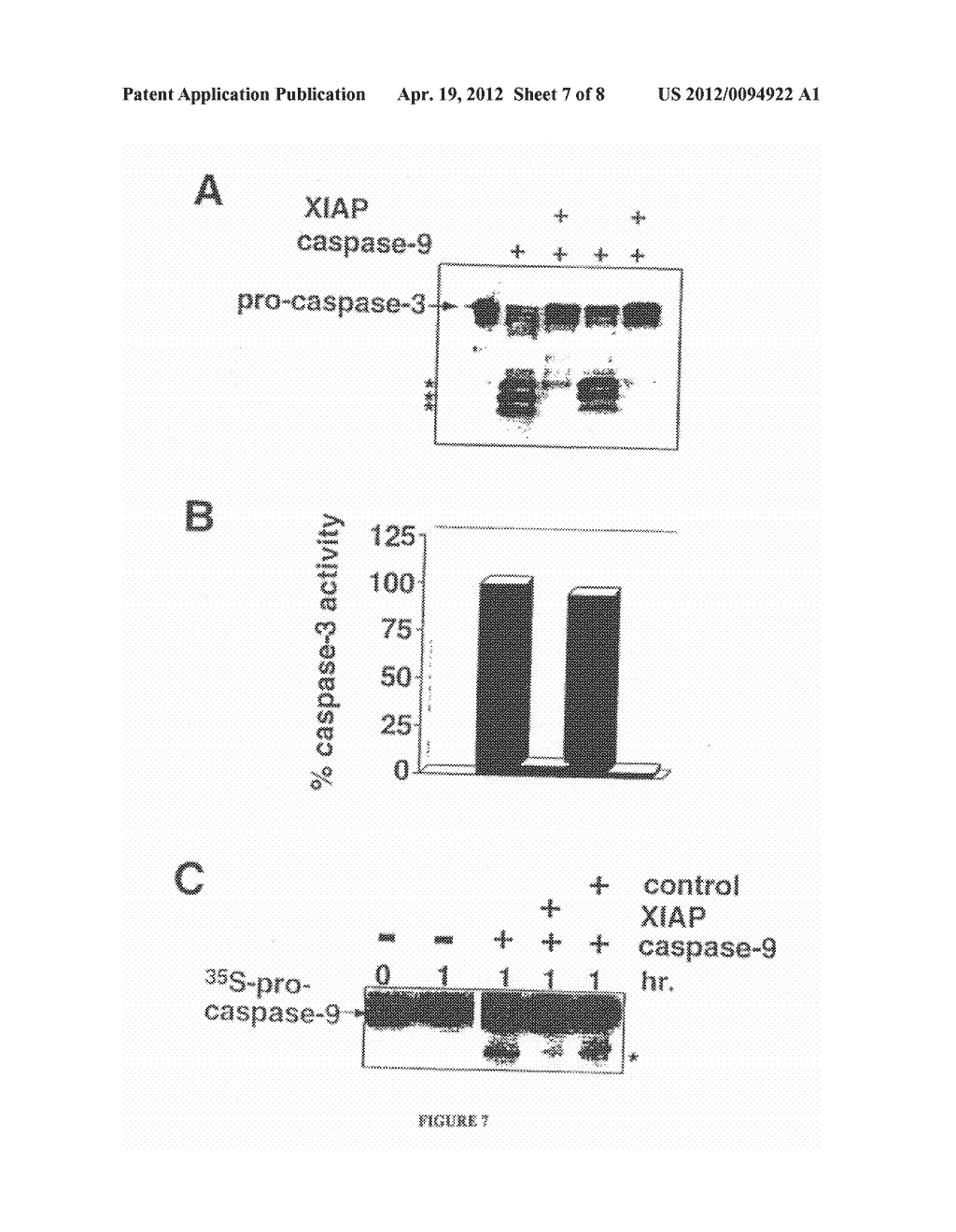 SCREENING ASSAYS FOR AGENTS THAT ALTER INHIBITOR OF APOPTOSIS (IAP)     PROTEIN REGULATION OF CASPASE ACTIVITY - diagram, schematic, and image 08