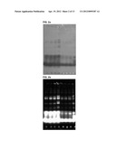 NOVEL CYANINE COMPOUND FOR LABELING BIOMOLECULE AND PREPARATION METHOD     THEREOF diagram and image