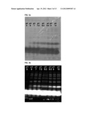 NOVEL CYANINE COMPOUND FOR LABELING BIOMOLECULE AND PREPARATION METHOD     THEREOF diagram and image