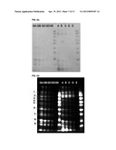 NOVEL CYANINE COMPOUND FOR LABELING BIOMOLECULE AND PREPARATION METHOD     THEREOF diagram and image