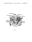 METHODS OF PRODUCING POLYKETIDE SYNTHASE MUTANTS AND COMPOSITIONS AND USES     THEREOF diagram and image