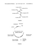 Plants Having Enhanced Yield-Related Traits and a Method for Making the     Same diagram and image