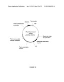 Plants Having Enhanced Yield-Related Traits and a Method for Making the     Same diagram and image