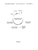 Plants Having Enhanced Yield-Related Traits and a Method for Making the     Same diagram and image