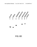 MATERIALS AND METHODS FOR RESOLVING POLYHYDRIC SPECIES BY ELECTROPHORESIS diagram and image